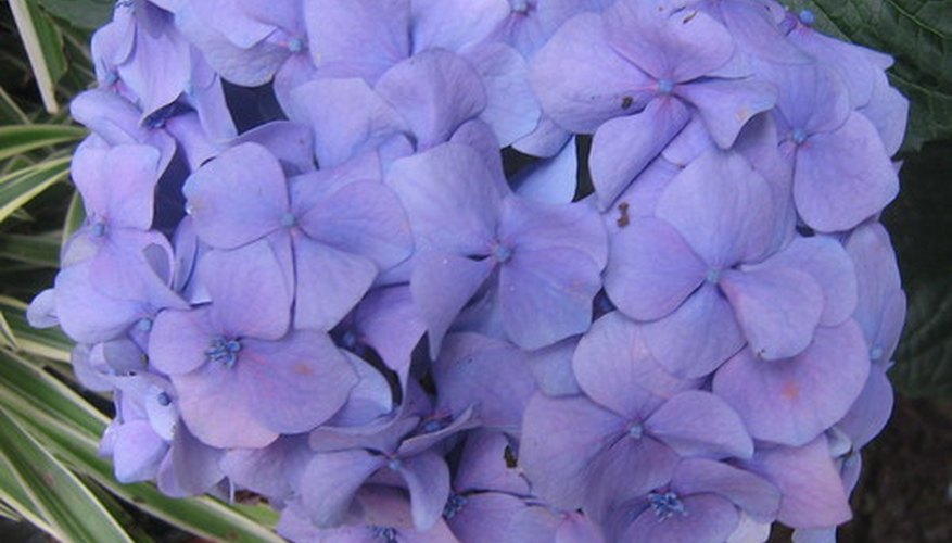 Hydrangea Hydrangea