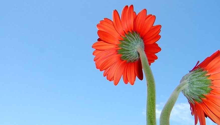 Example of a Gerbera Daisy. Example of a Gerbera Daisy.