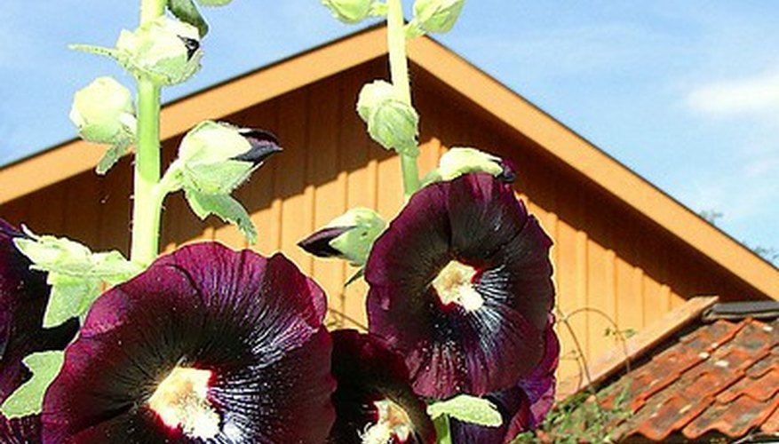 Chocolate hollyhocks Chocolate hollyhocks