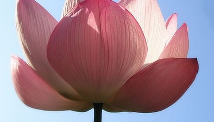 The lotus is a bog plant. The lotus is a bog plant.