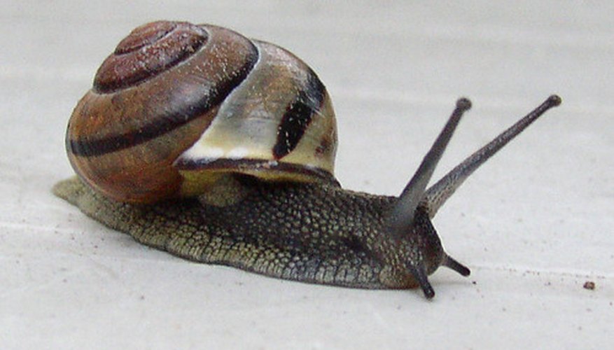 Slugs commonly feed on plants at night. Slugs commonly feed on plants at night.