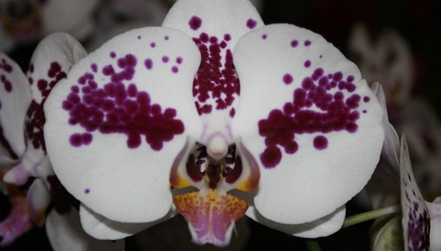 Orchids grow in the mountainous and subtropical regions of Asia. Orchids grow in the mountainous and subtropical regions of Asia.