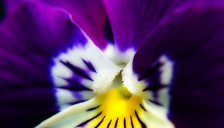 Viola tricolor Viola tricolor