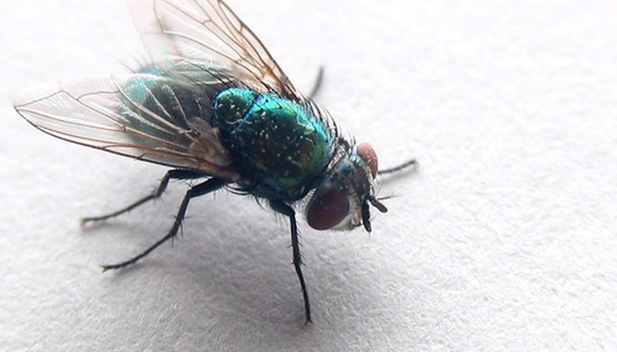 Flies captured by this plant provide nutrients as they decay in the leaf traps. Flies captured by this plant provide nutrients as they decay in the leaf traps.
