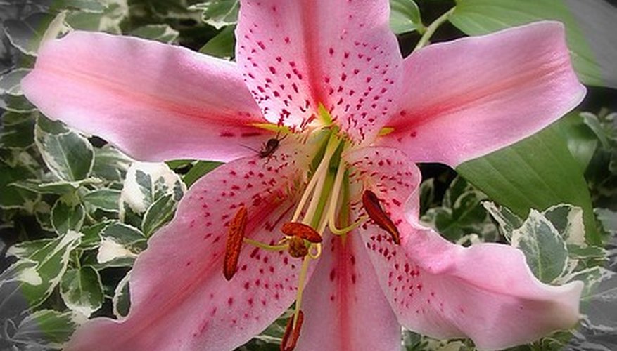 symbolic-meaning-of-stargazer-lilies-garden-guides