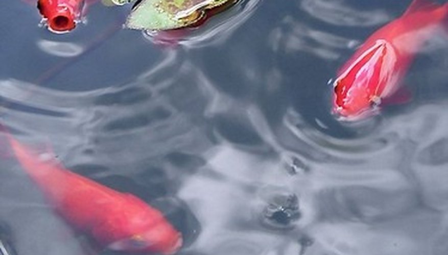 Koi fish in a pond Koi fish in a pond