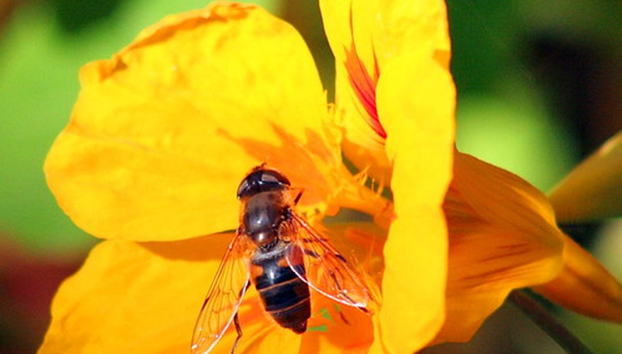 Nasturtiums attract pollinators while deterring garden pests. Nasturtiums attract pollinators while deterring garden pests.
