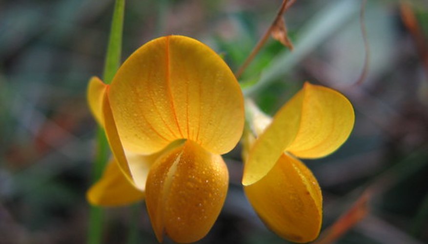 The petals of a flower The petals of a flower