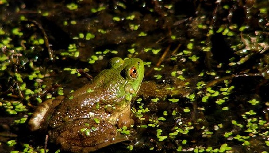 Very tiny duckweed compared to the size of a frog. Very tiny duckweed compared to the size of a frog.
