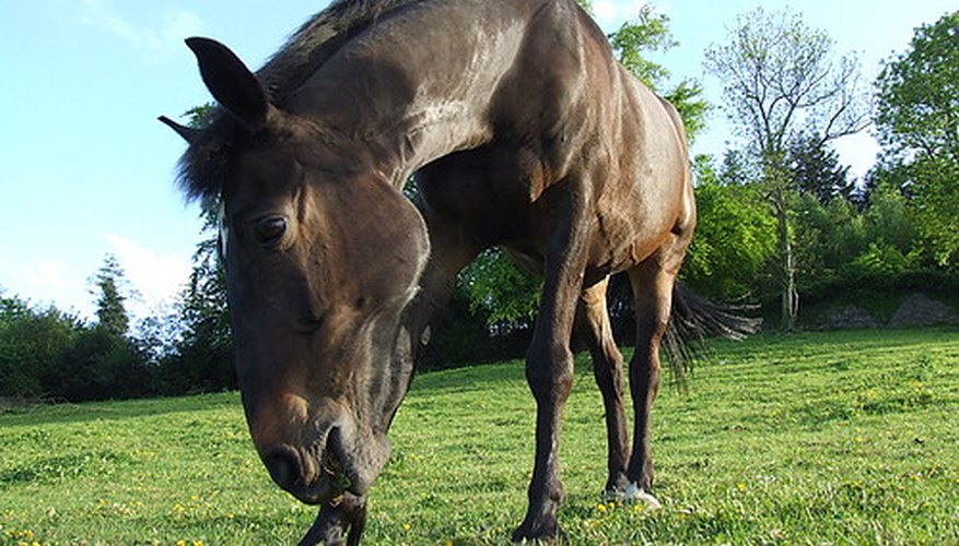 Toxins in fescue may be a danger to horses. Toxins in fescue may be a danger to horses.