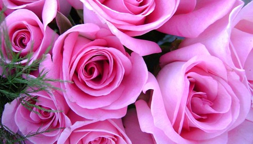 Pink roses say Pink roses say