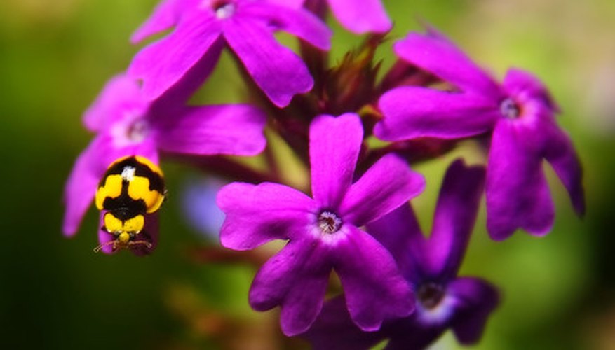 Verbena blossoms are star-shaped Verbena blossoms are star-shaped