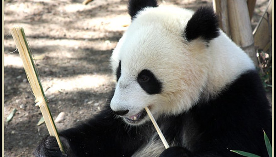 Giant pandas are also known as Giant pandas are also known as