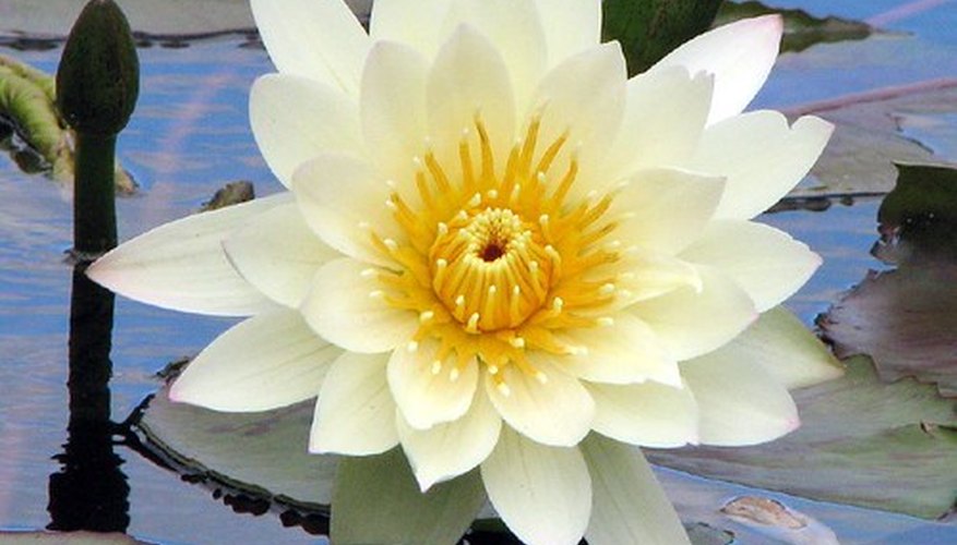 Water lilies are popular in bogs and garden ponds. Water lilies are popular in bogs and garden ponds.