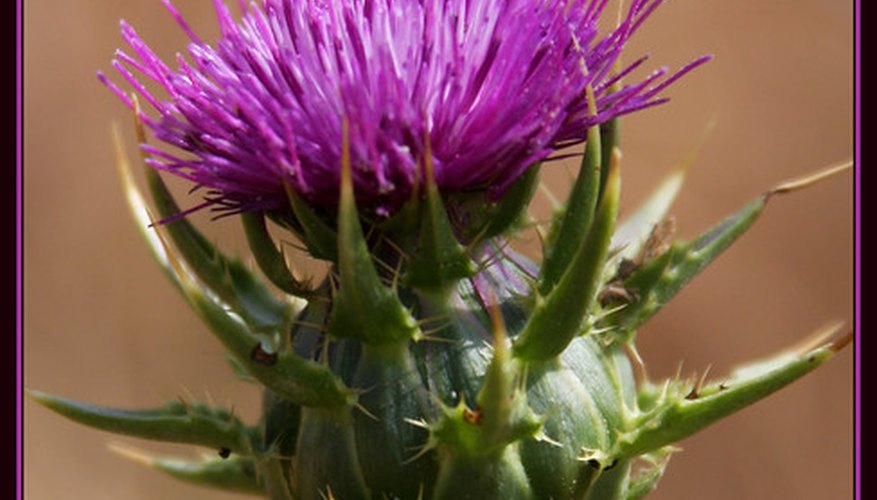 A spiky involucre says, A spiky involucre says,