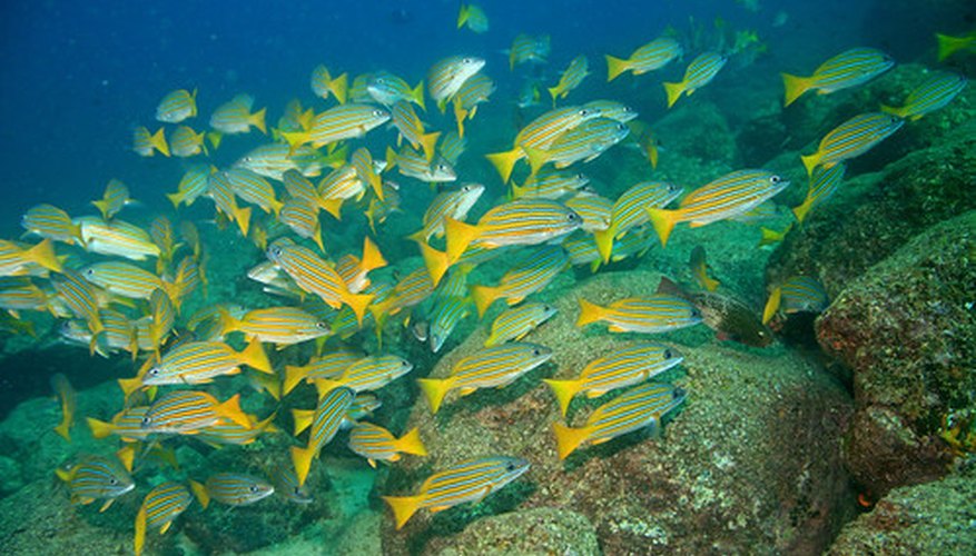 marine-geology-the-bottom-of-the-ocean