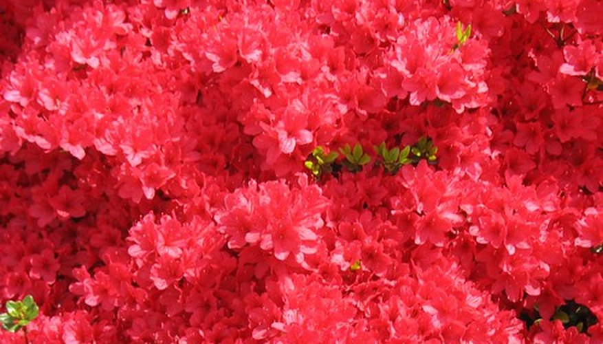 Azalea bush in full bloom Azalea bush in full bloom