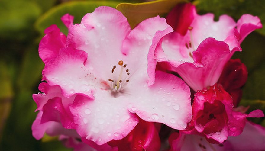 Rhododendron Blossoms Rhododendron Blossoms