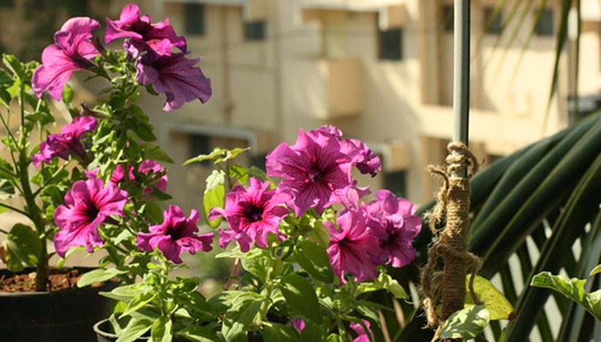 Calibrachoa are similar to petunias Calibrachoa are similar to petunias