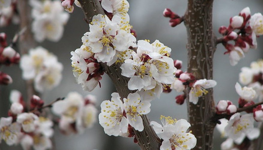 Spring Pear Blooms Spring Pear Blooms