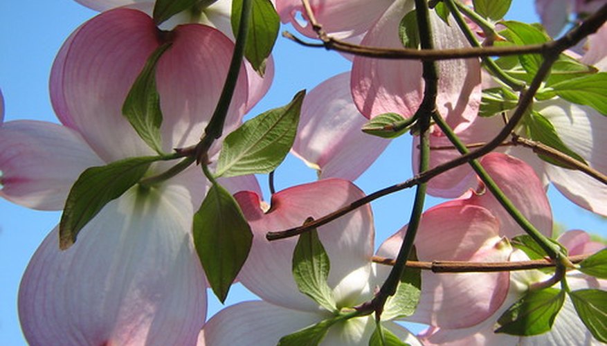 The dogwood blossoms in spring. The dogwood blossoms in spring.