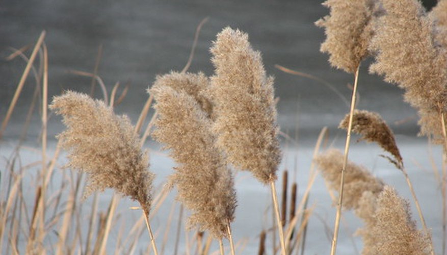 Cattail plants are reed plants that thrive in bogs. Cattail plants are reed plants that thrive in bogs.