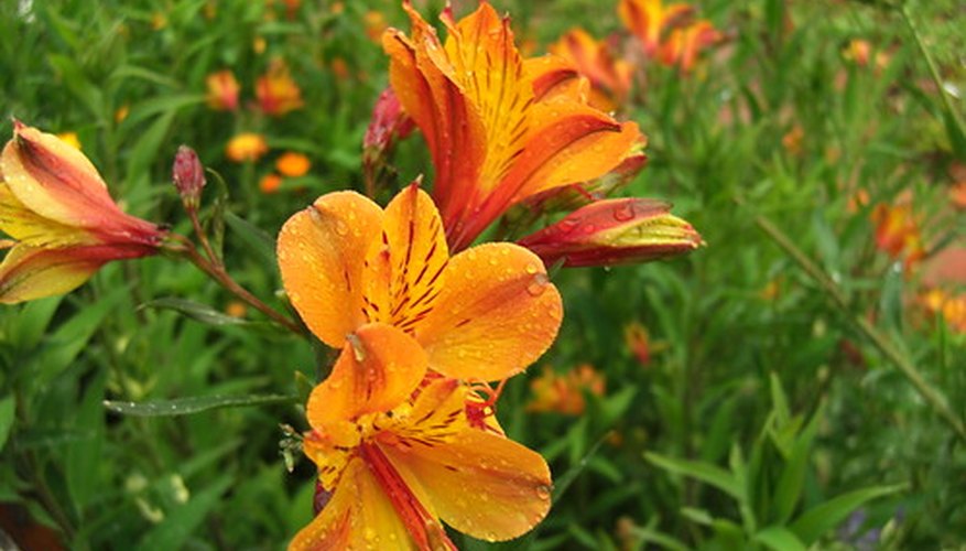 Daylily. Daylily.