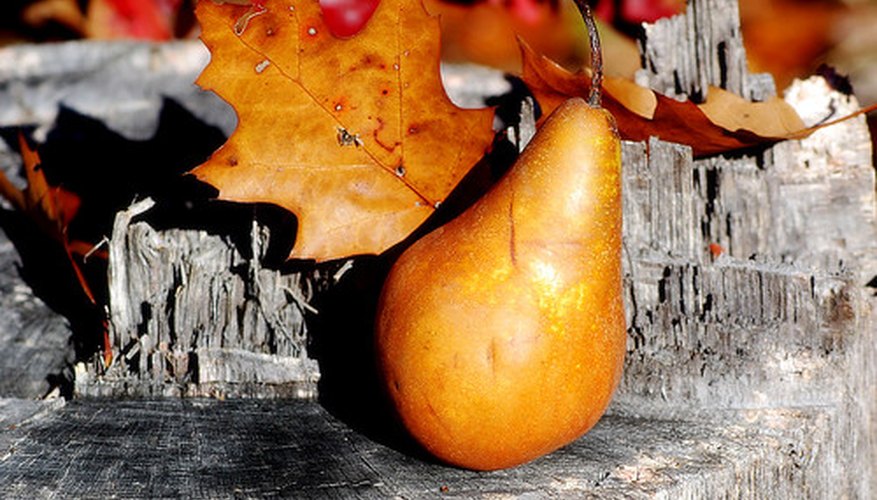Kieffer pear trees grow large, yellow fruit. Kieffer pear trees grow large, yellow fruit.