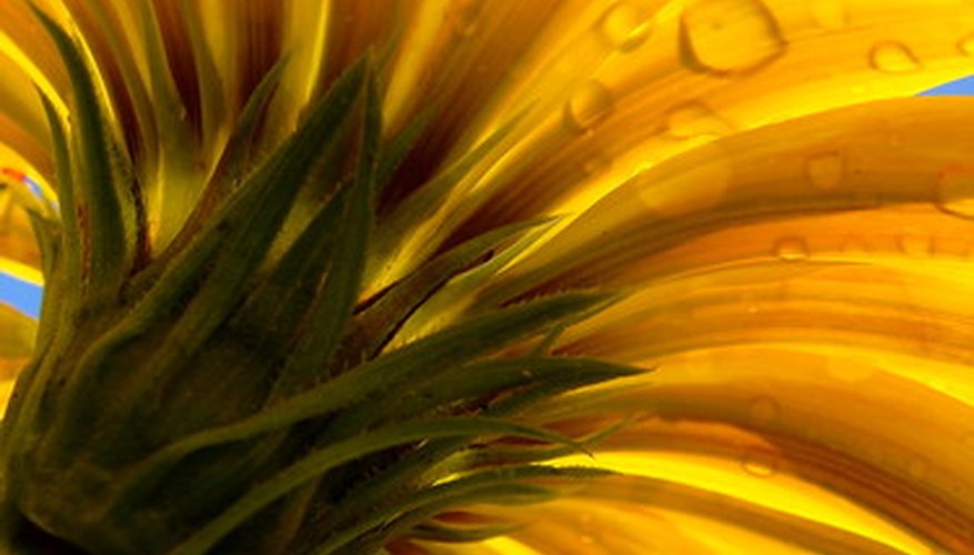 Light has many different effects on plants. Light has many different effects on plants.