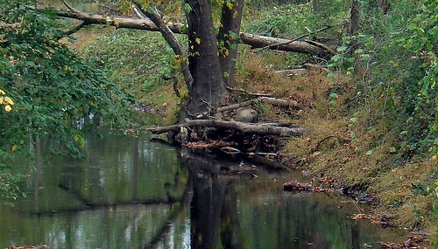 Trees Shading a Stream Trees Shading a Stream