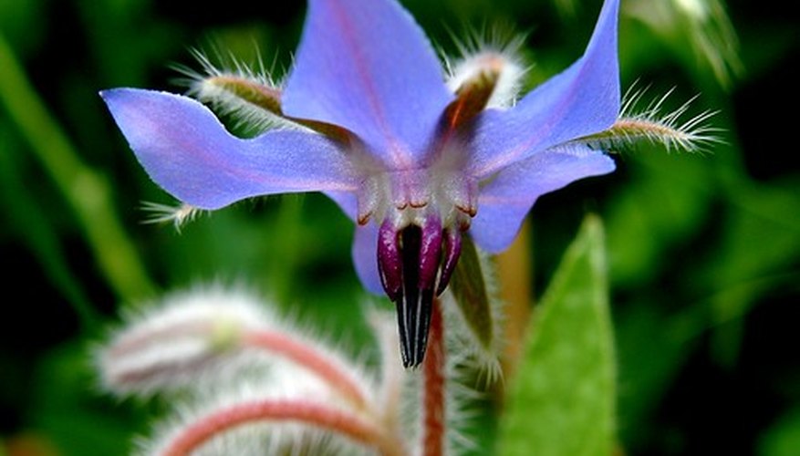 Borage Borage