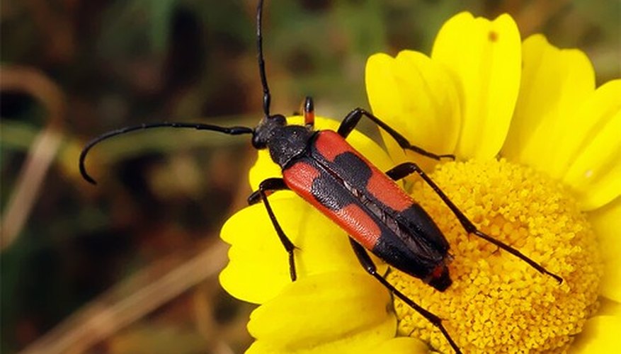 Another member of the Cerambycidge beetle family Another member of the Cerambycidge beetle family