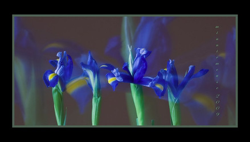 Irises grow worldwide. Irises grow worldwide.