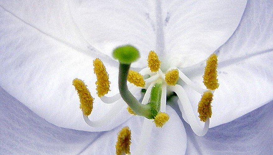 Bees collect pollen for food. Bees collect pollen for food.