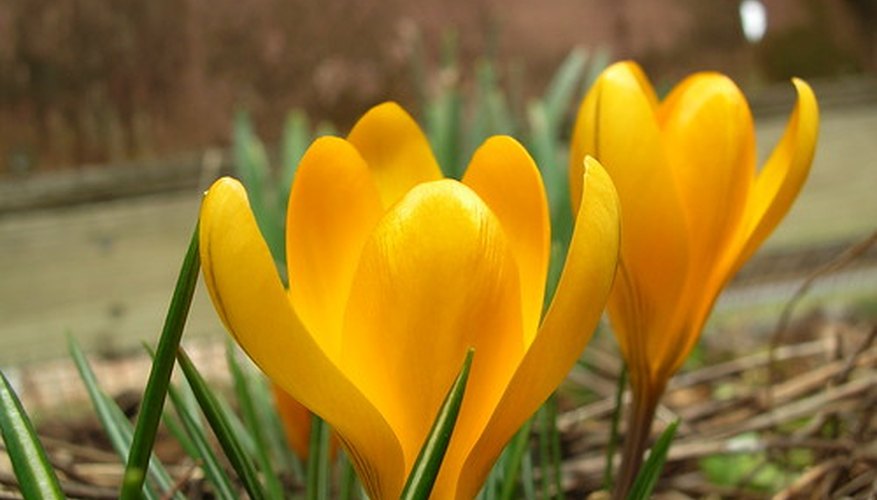Crocus are among the first flowers to emerge in spring. Crocus are among the first flowers to emerge in spring.