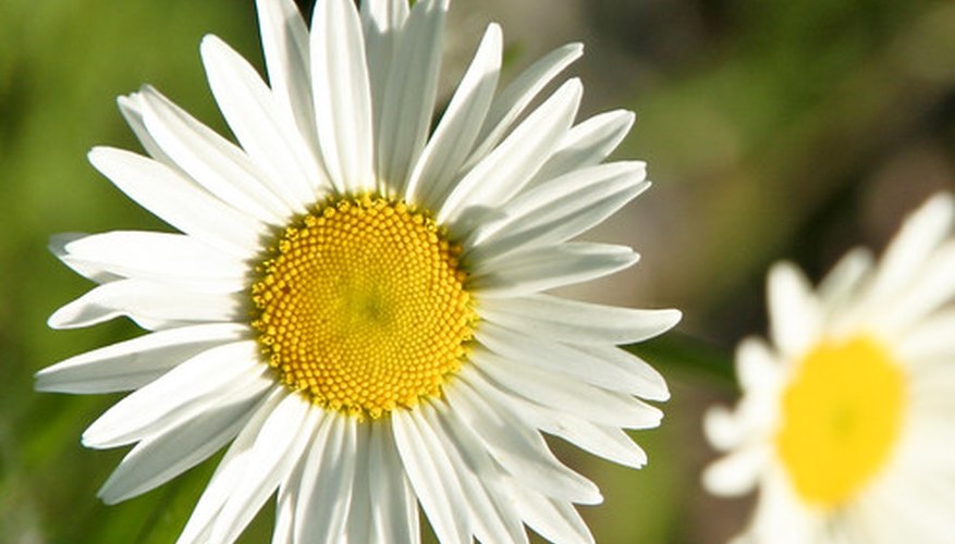 White petals and a yellow center characterize the traditional daisy. White petals and a yellow center characterize the traditional daisy.