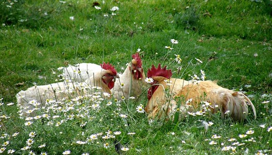 Chickens. Chickens.