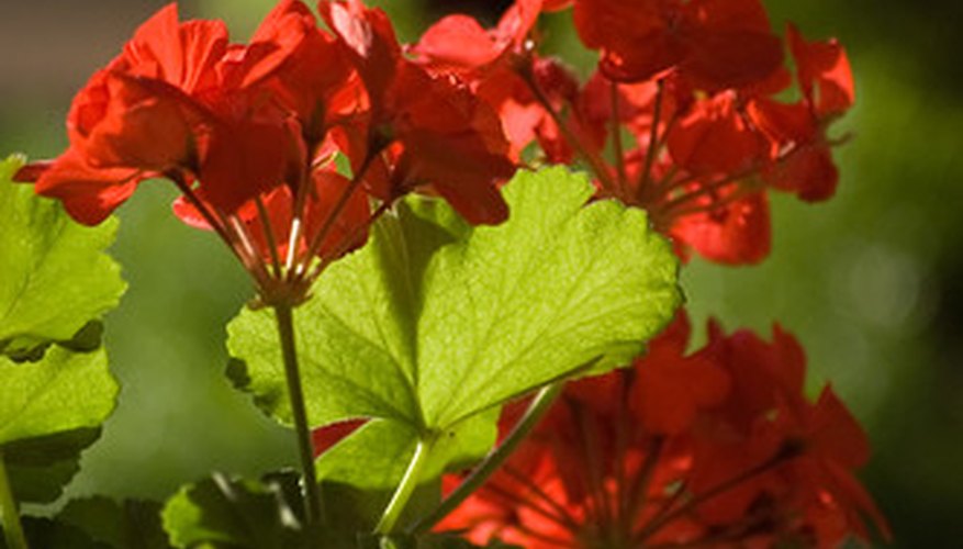Geraniums can improve in health and vigor through application of Epsom salt. Geraniums can improve in health and vigor through application of Epsom salt.