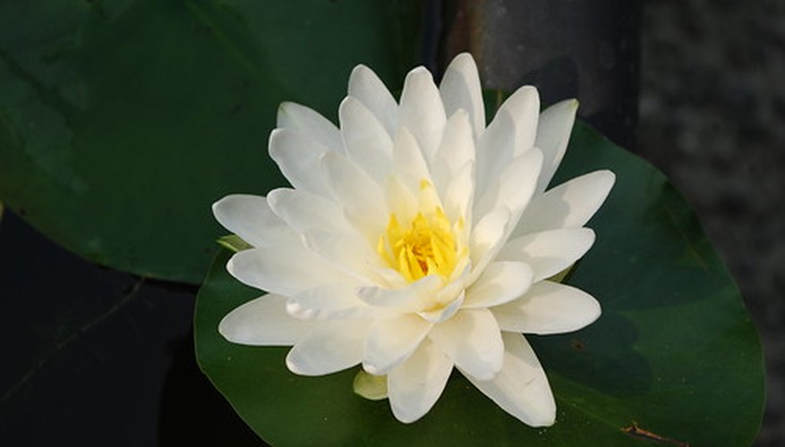 A beautiful lotus. A beautiful lotus.
