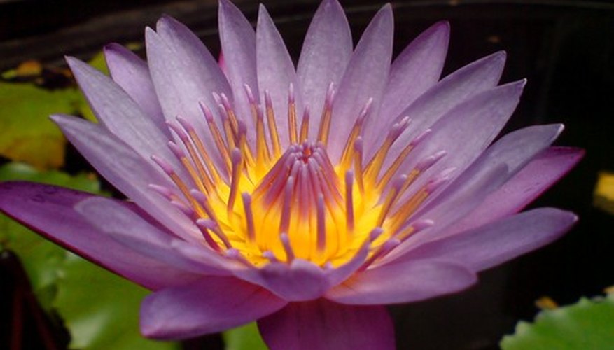 The lotus flower The lotus flower