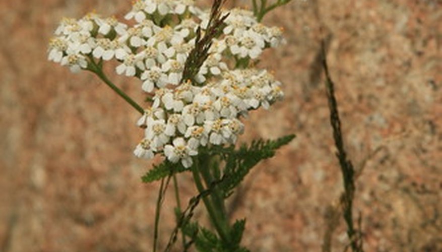 Common yarrow. Common yarrow.