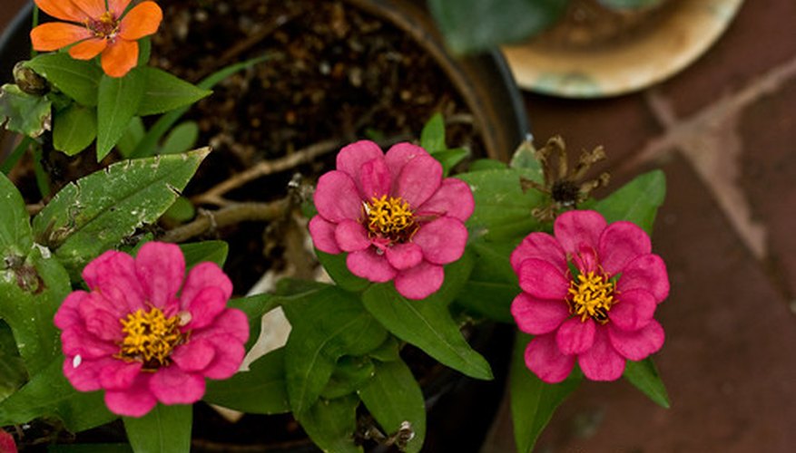 Zinnias are desired for their bright colors. Zinnias are desired for their bright colors.