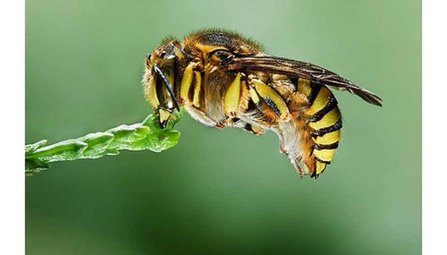 Bee Bee