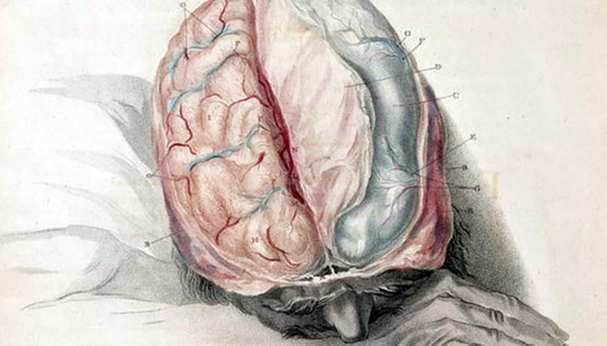 The brain has different places for short and long-term memory. The brain has different places for short and long-term memory.
