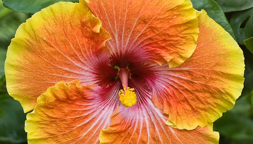 The hollyhock is related to the hibiscus The hollyhock is related to the hibiscus