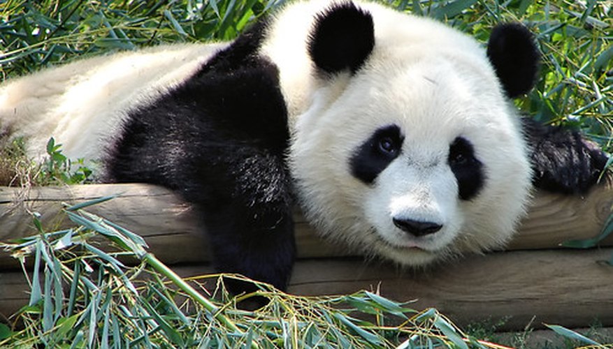 Bamboo is the primary food of pandas. Bamboo is the primary food of pandas.