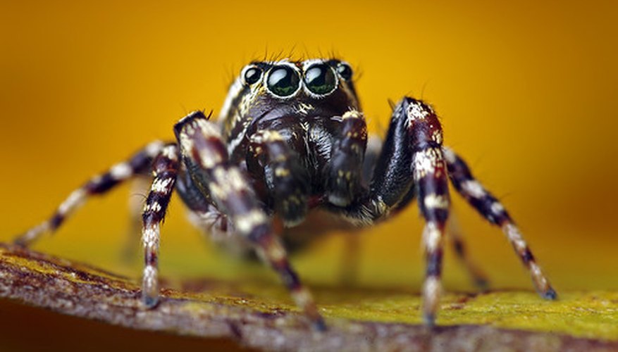 Jumping spider Jumping spider
