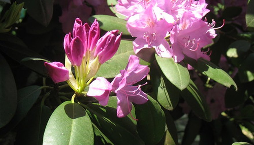 Rhododendrons are prized for their beautiful blossoms Rhododendrons are prized for their beautiful blossoms