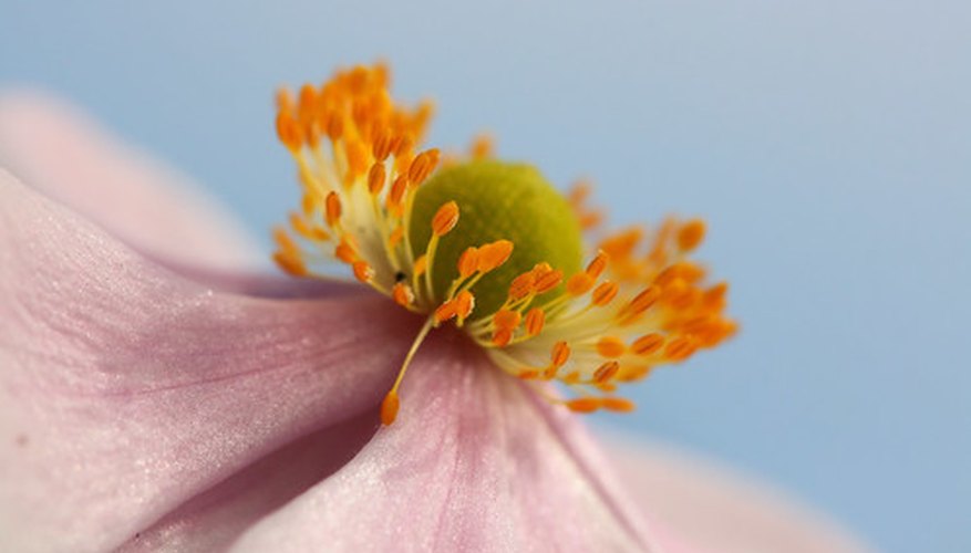 The stamen The stamen