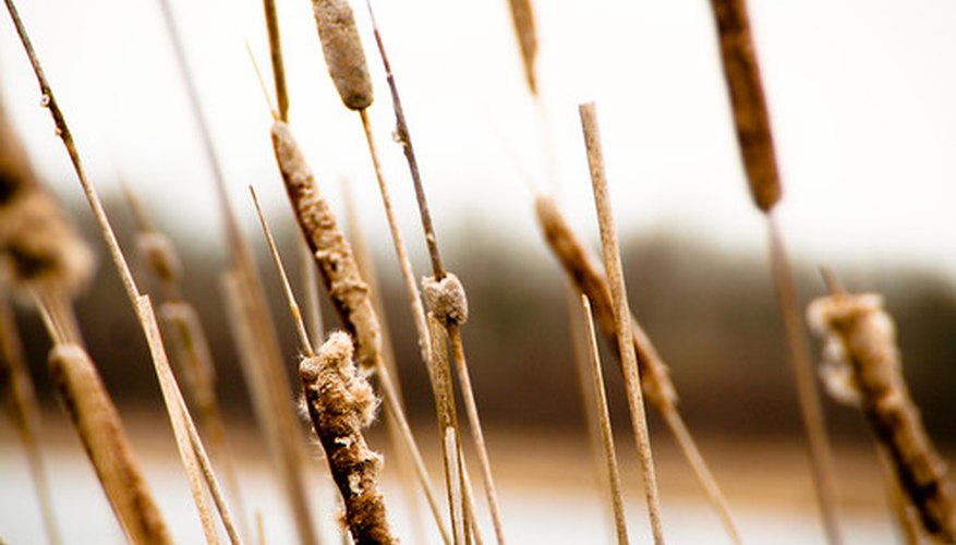 Cattails Cattails